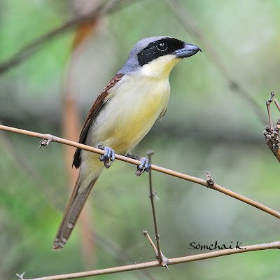 Cendet - Tiger Shrike (Lanius tigrinus)Phutthamonthon   Nakhon Pathom, Thailand